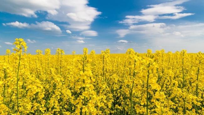 Preços de produtos agropecuários são reajustados para ano agrícola 2022/2023